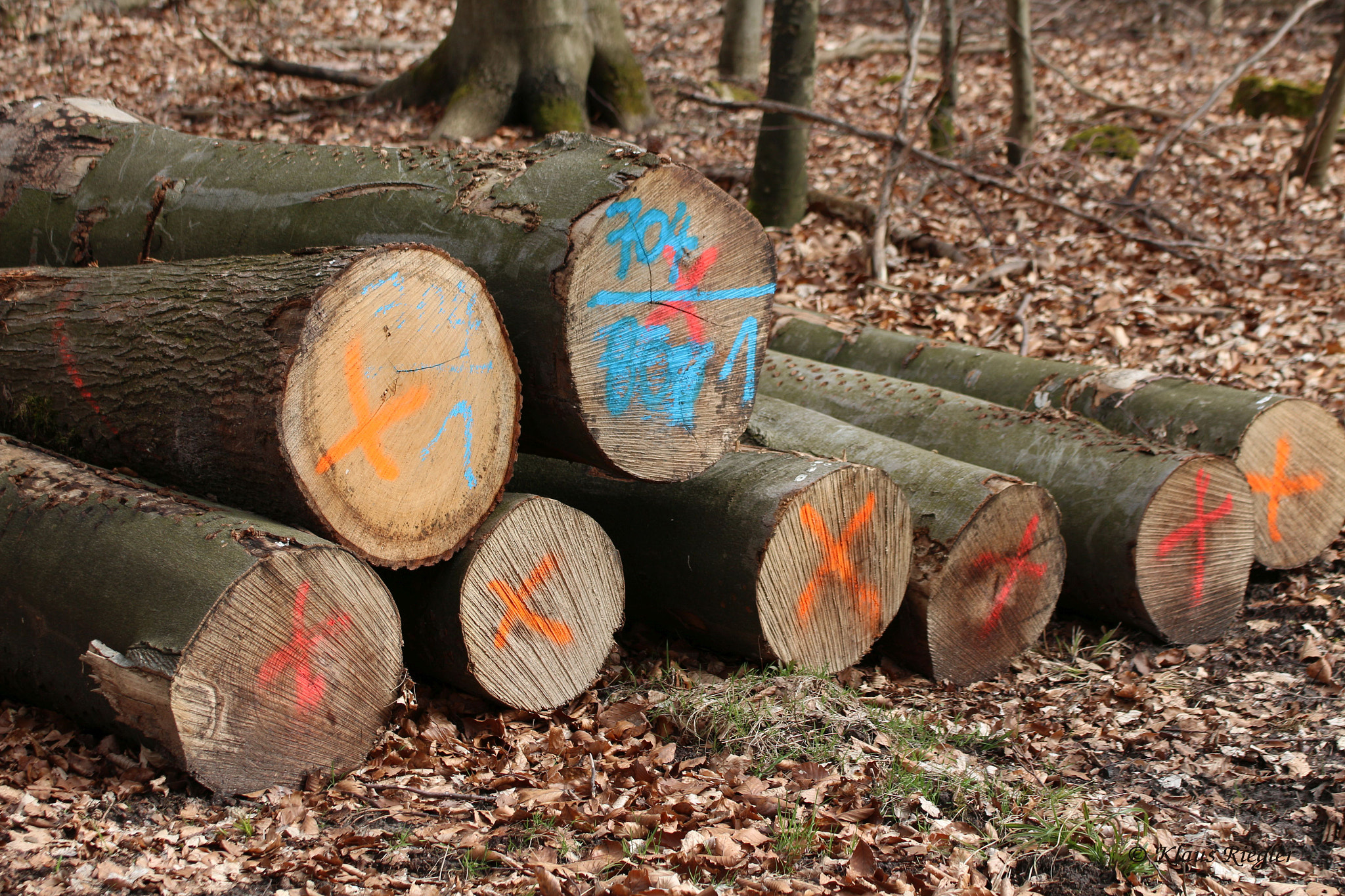 Canon EOS 650D (EOS Rebel T4i / EOS Kiss X6i) sample photo. Wood photography