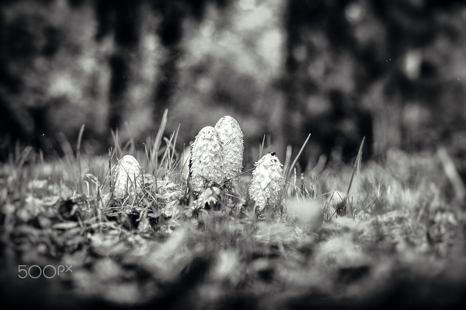 Nikon D3 + Nikon AF Nikkor 50mm F1.4D sample photo. ... autumn in b&w iii photography