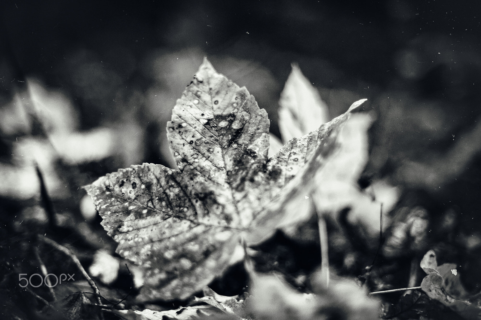 Nikon D3 + Nikon AF Nikkor 50mm F1.4D sample photo. ... autumn in b&w i photography