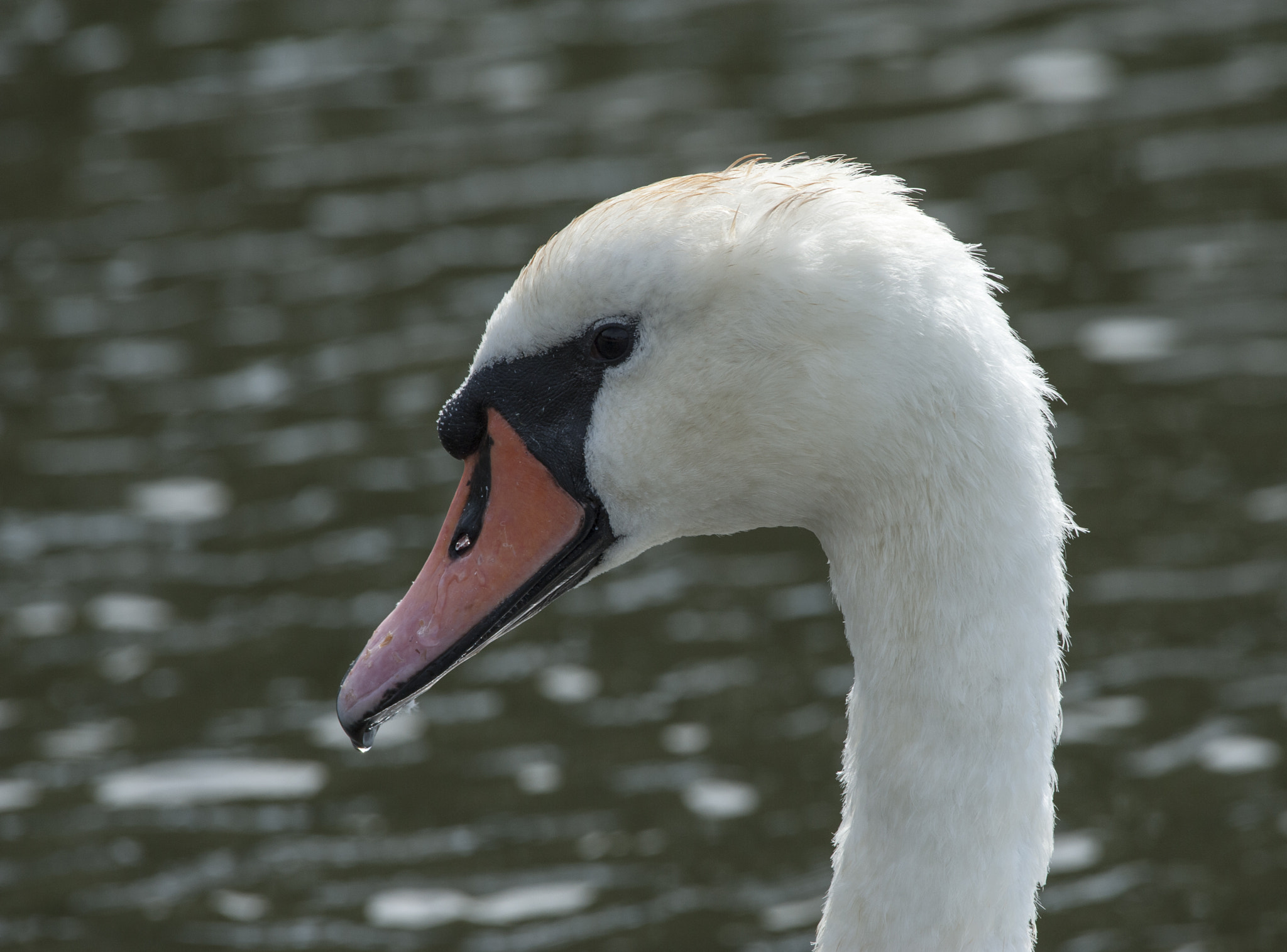 Nikon AF-S Nikkor 200-500mm F5.6E ED VR sample photo. Mute swan photography