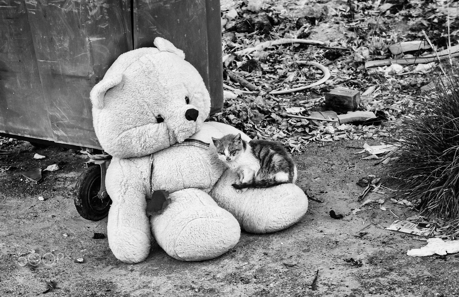 Sony Alpha NEX-3 + Sony E 18-55mm F3.5-5.6 OSS sample photo. Unconditional love photography
