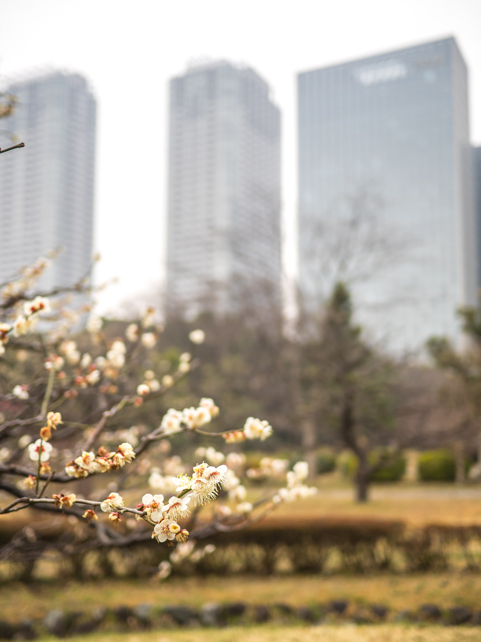 Olympus OM-D E-M1 + Panasonic Lumix G 20mm F1.7 ASPH sample photo. First blossoms of the season in tokyo photography