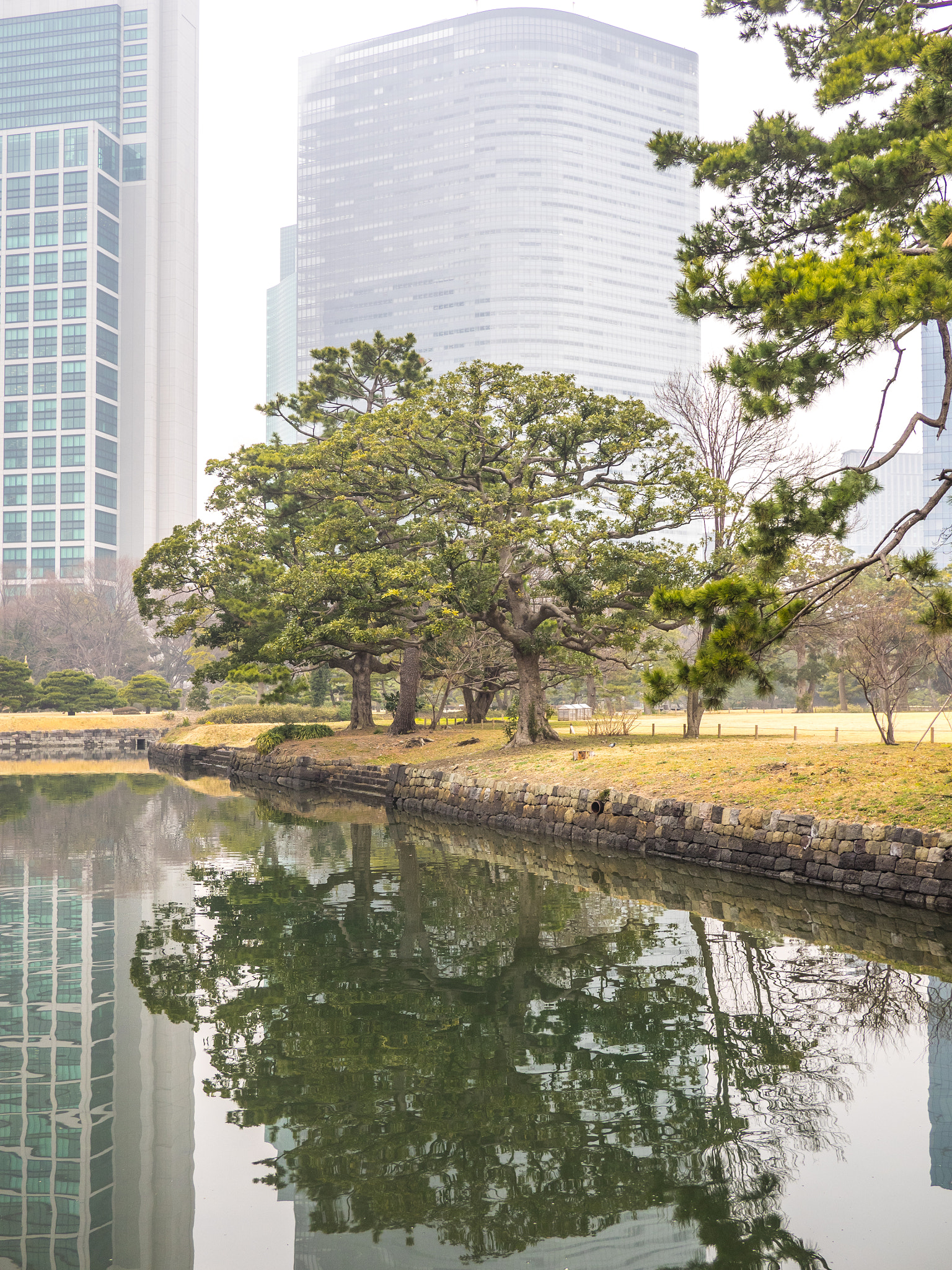 Olympus OM-D E-M1 + Panasonic Lumix G 20mm F1.7 ASPH sample photo. Trees in the modern cities photography