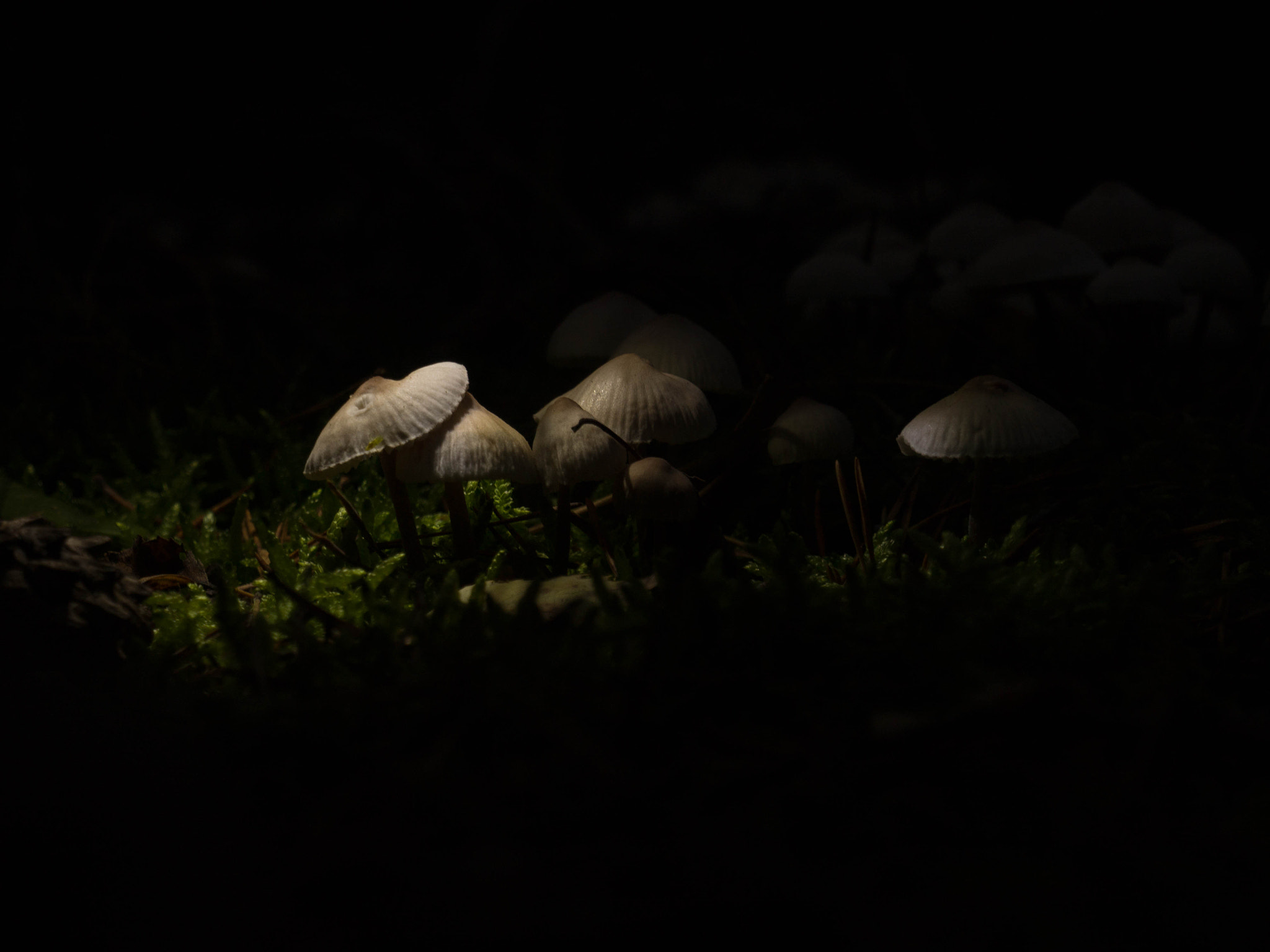 Olympus OM-D E-M10 sample photo. Pilze photography