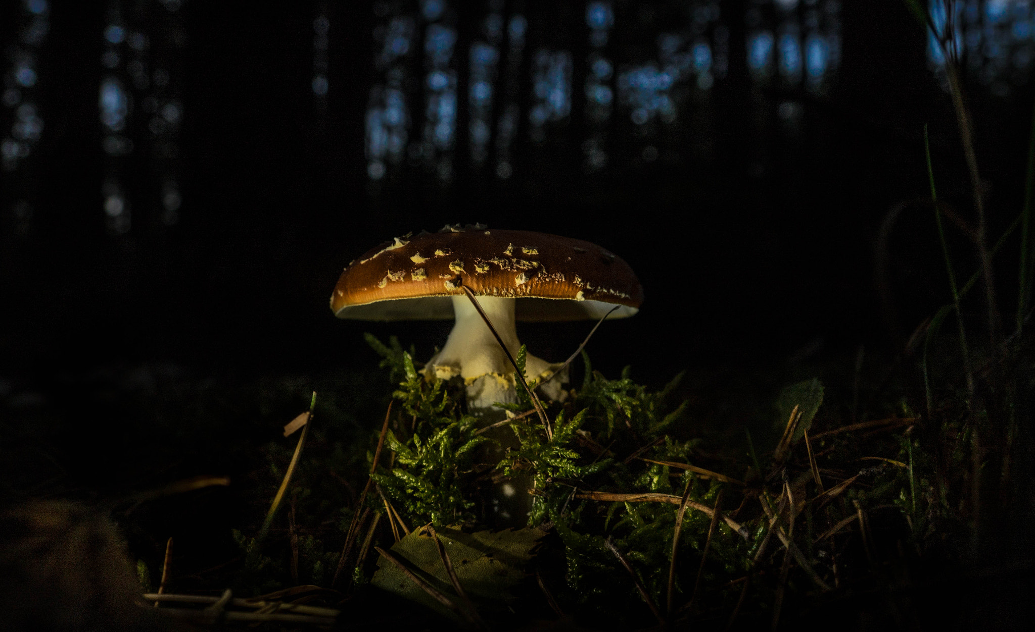 Olympus OM-D E-M10 sample photo. Fliegenpilz photography