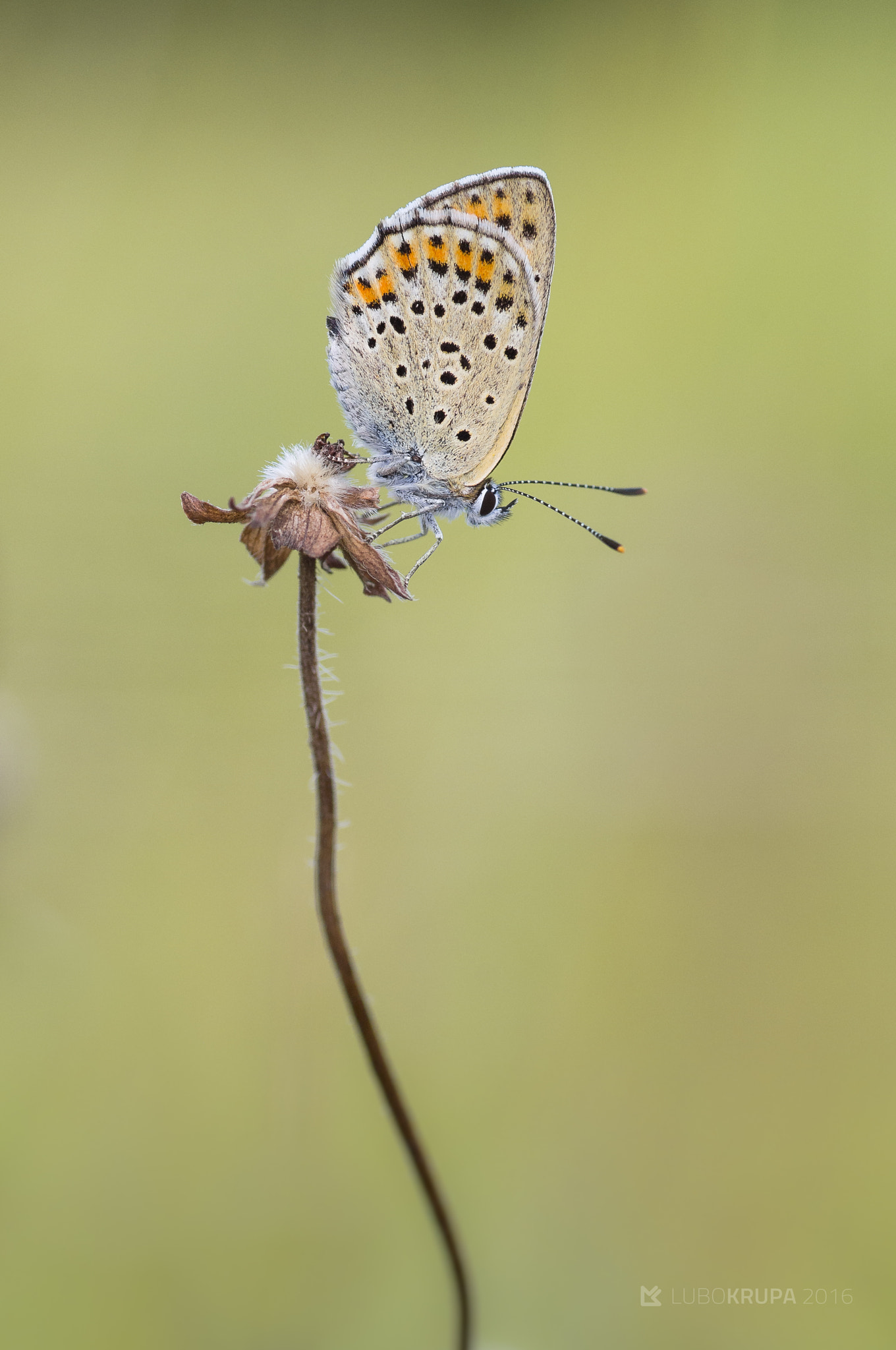 Pentax K-r + Tamron SP AF 90mm F2.8 Di Macro sample photo. Lycaena tityrus photography