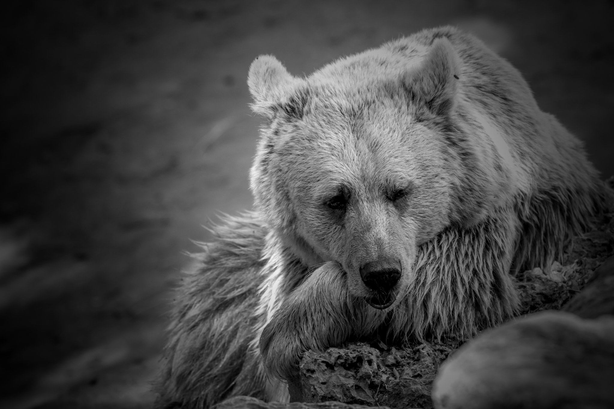 Canon EF 70-300mm F4-5.6L IS USM sample photo. Zoo life photography