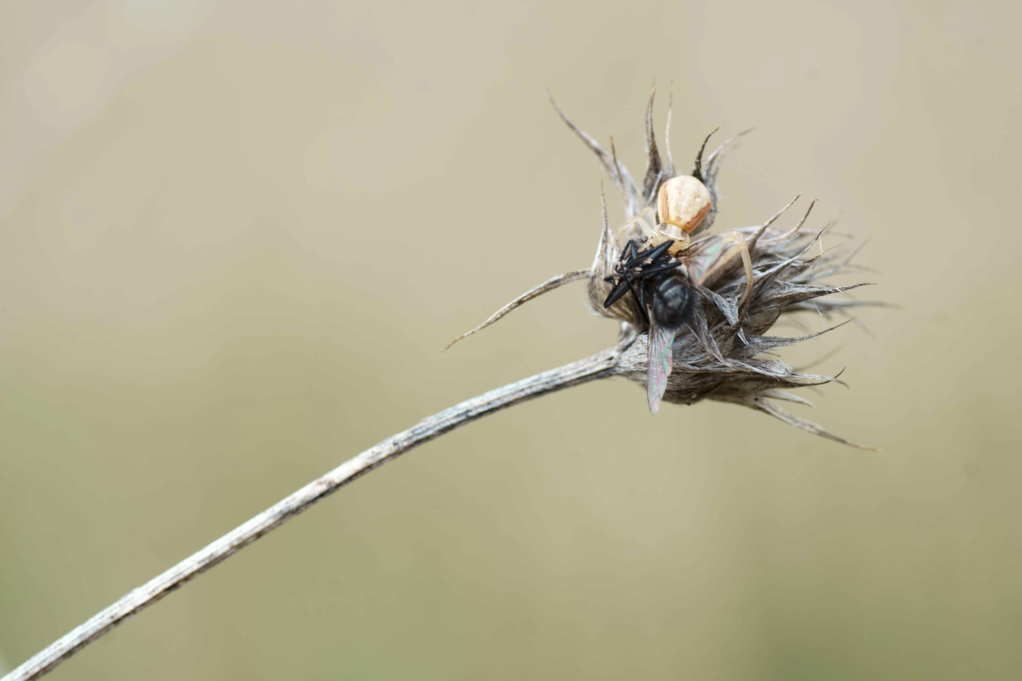 Sony a6000 + Tamron SP AF 90mm F2.8 Di Macro sample photo. La presa y el depredador photography