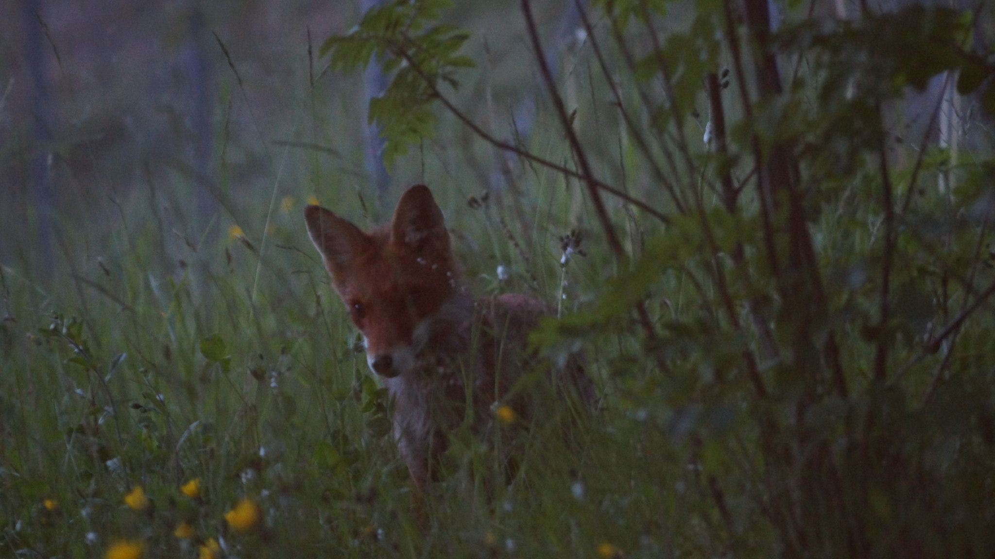 Sony DT 55-200mm F4-5.6 SAM sample photo. Fox photography