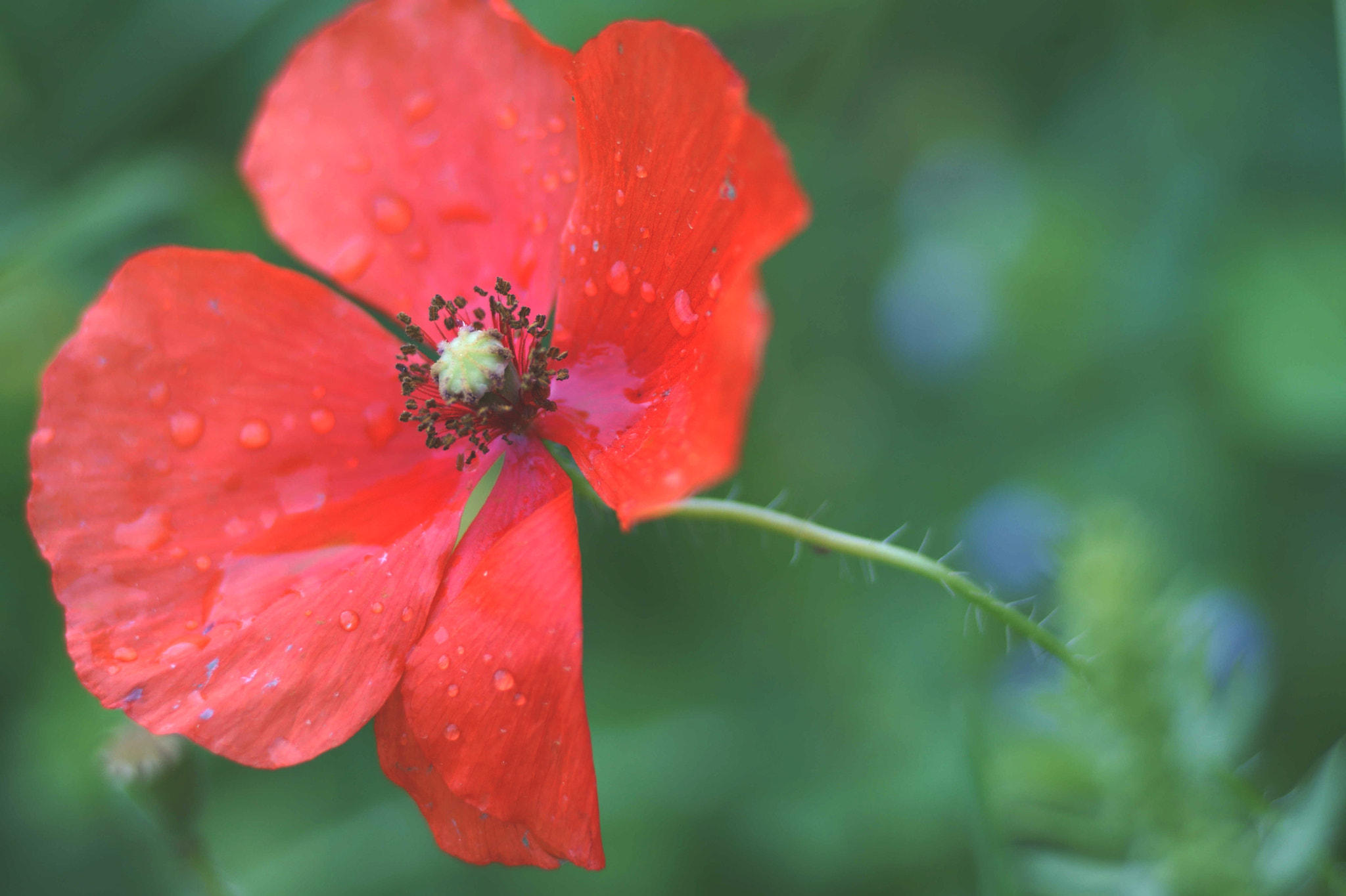 Sony a6000 + Tamron SP AF 90mm F2.8 Di Macro sample photo. Picado a amapola photography