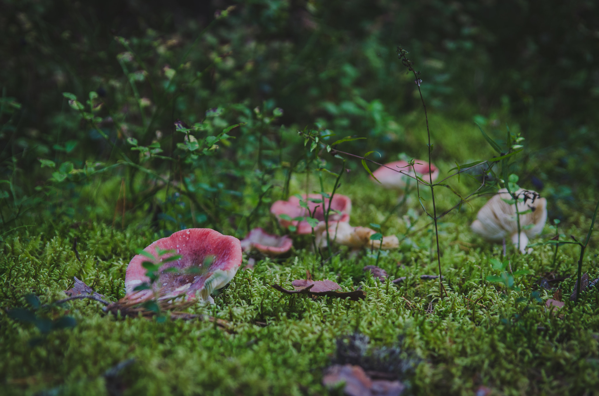 Sigma 24-70mm F2.8 EX DG HSM sample photo. Alice in the wonderland photography