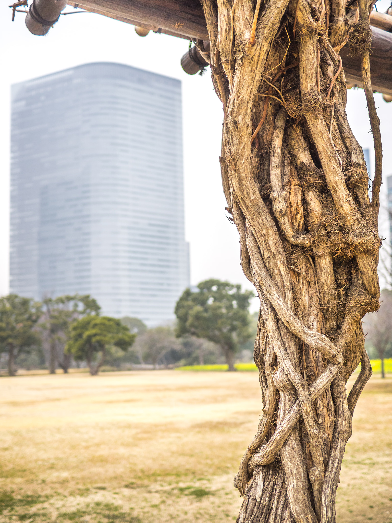 Olympus OM-D E-M1 + Panasonic Lumix G 20mm F1.7 ASPH sample photo. Plants and trees of a japanese garden photography