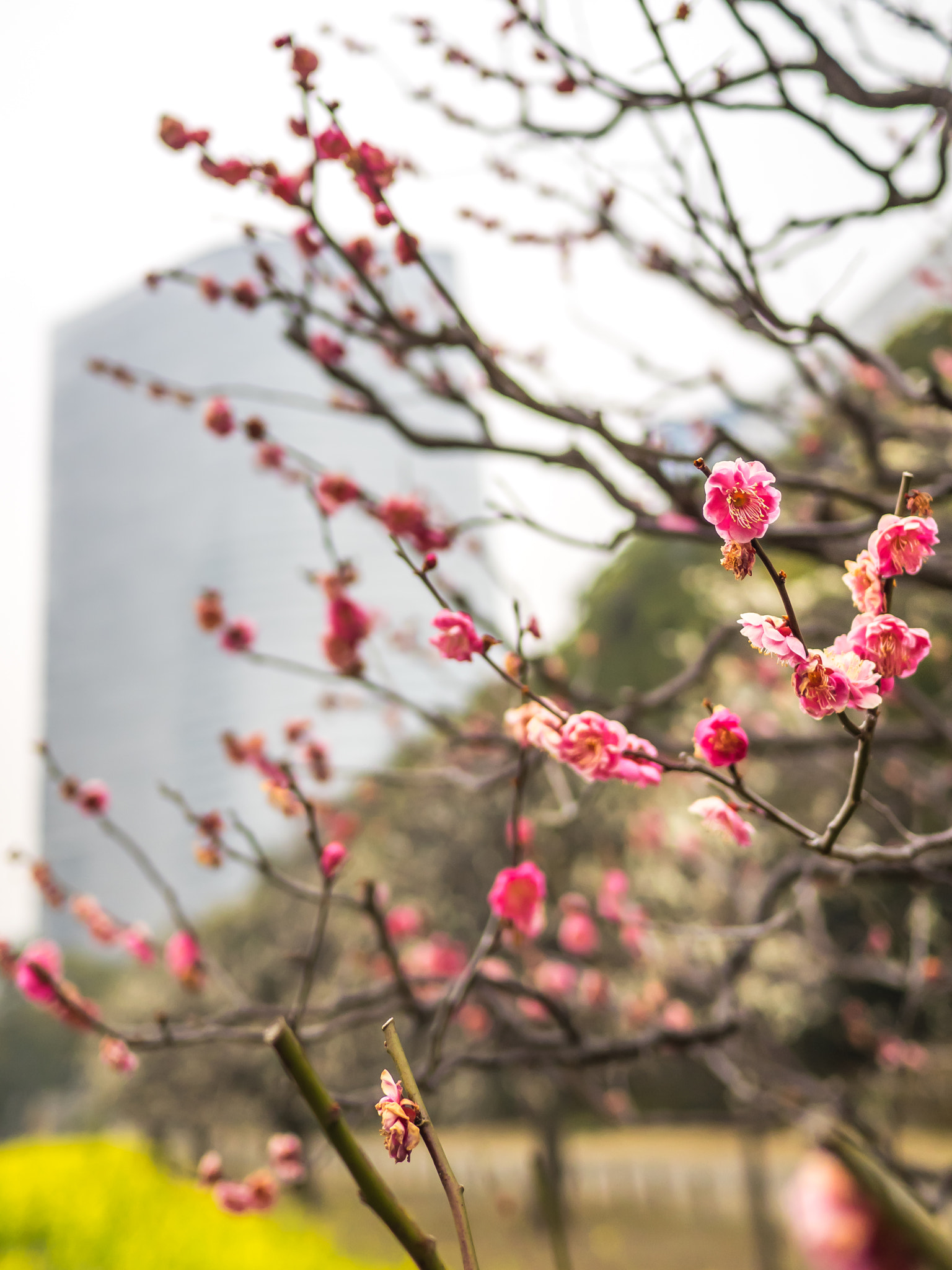 Olympus OM-D E-M1 + Panasonic Lumix G 20mm F1.7 ASPH sample photo. First blossoms of the season in tokyo photography