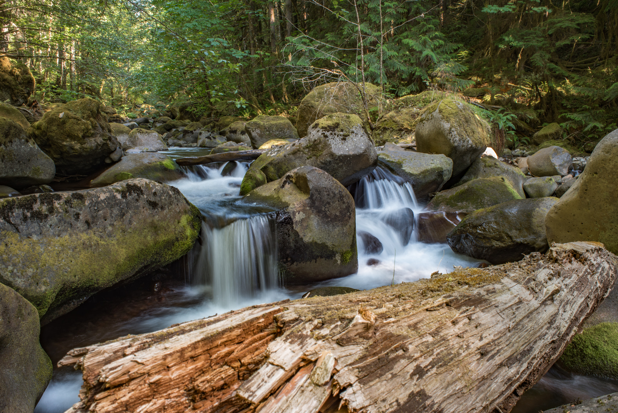 Nikon D750 + AF Nikkor 28mm f/2.8 sample photo. Wild offerings photography