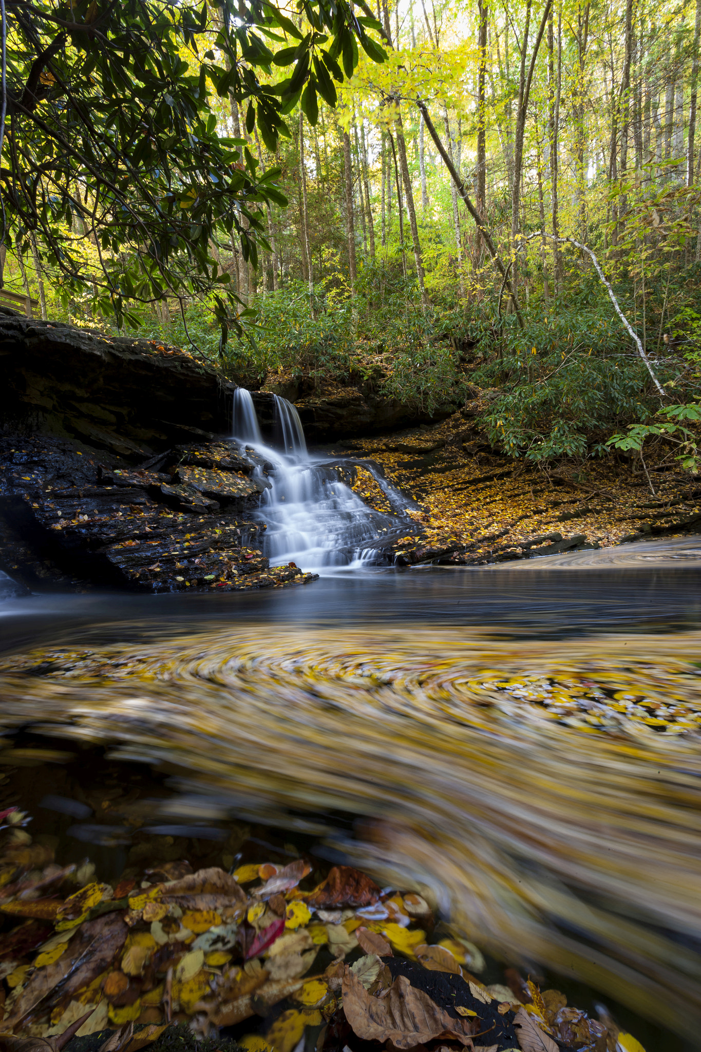 Canon EOS-1Ds Mark II sample photo. Swirls galore photography