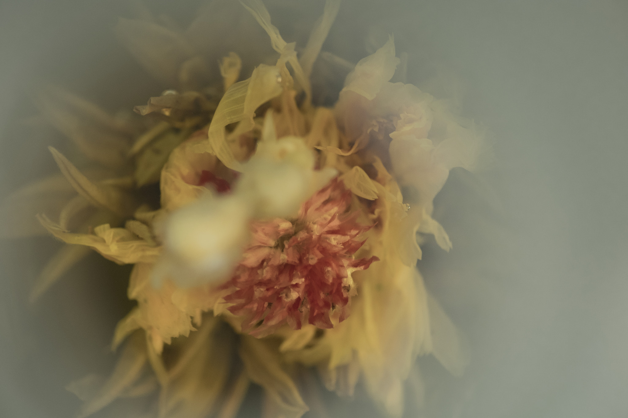 Fujifilm X-Pro2 + Fujifilm XF 60mm F2.4 R Macro sample photo. Infusionando. photography