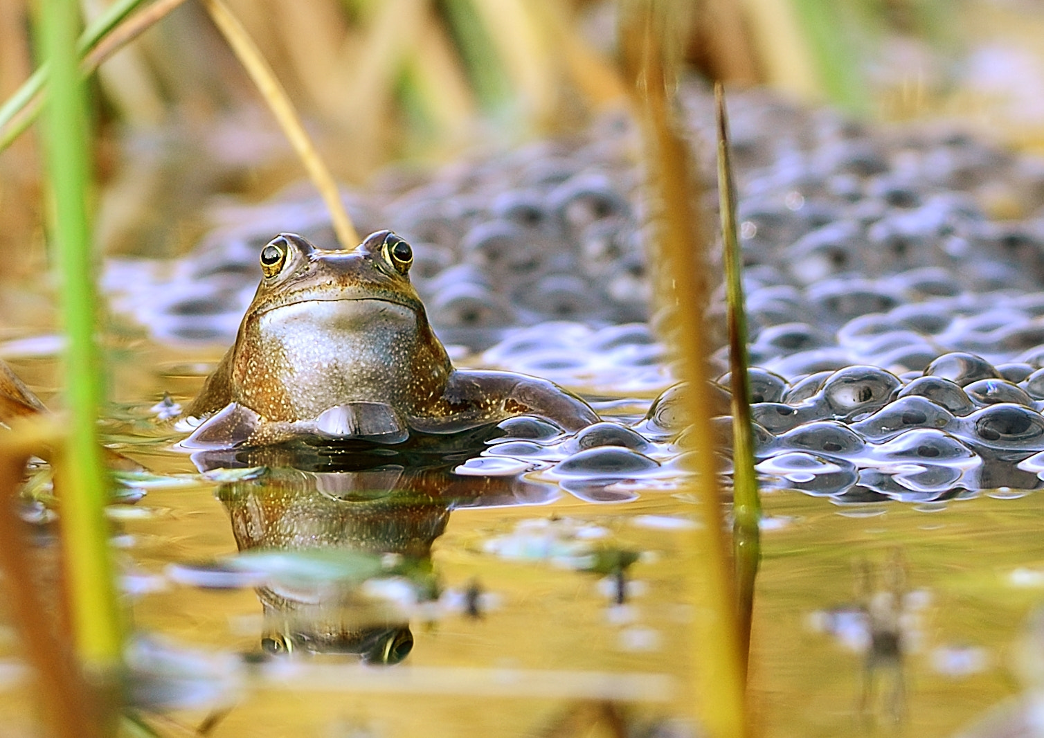 Nikon D610 + AF-S Nikkor 300mm f/2.8D IF-ED sample photo. Grenouille photography