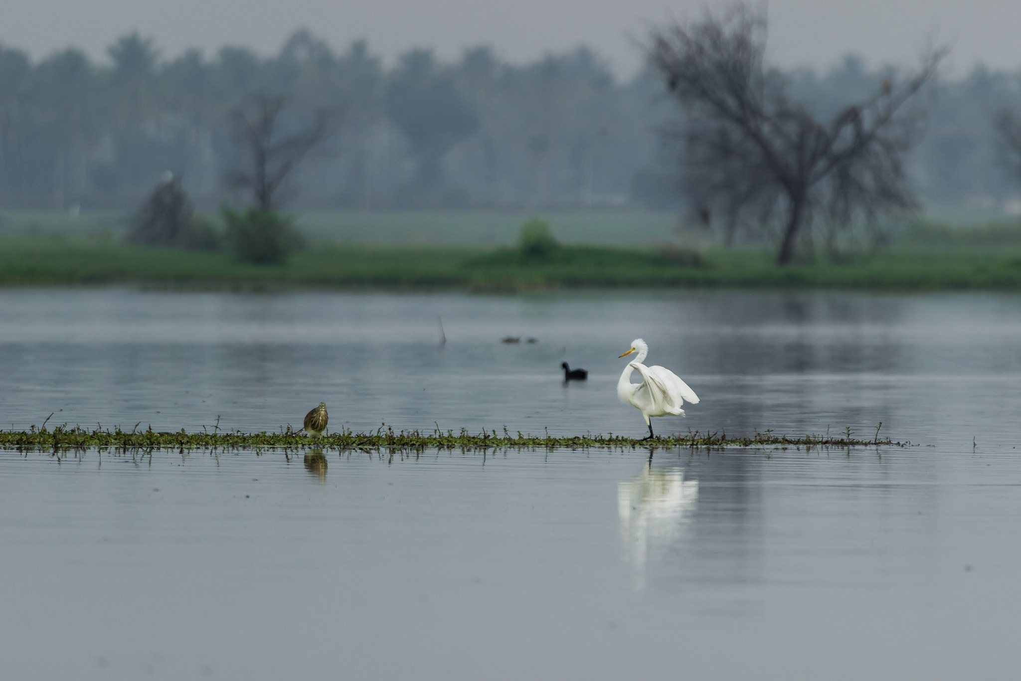 Canon EF 100-400mm F4.5-5.6L IS USM sample photo. Egret photography