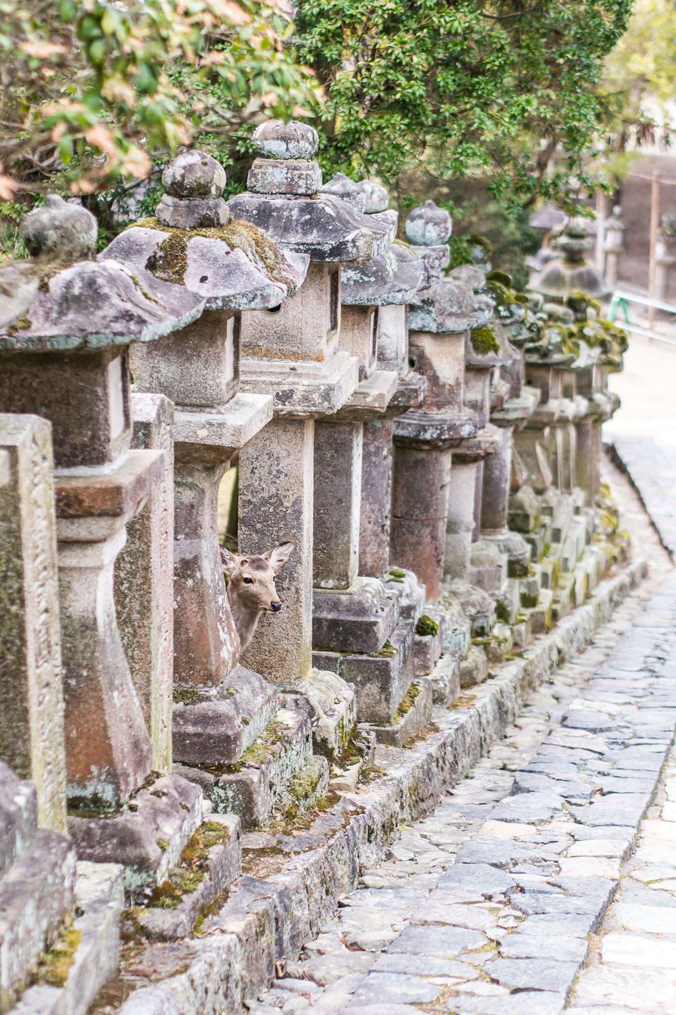 Panasonic Lumix DMC-G5 sample photo. A deer between the lanterns photography