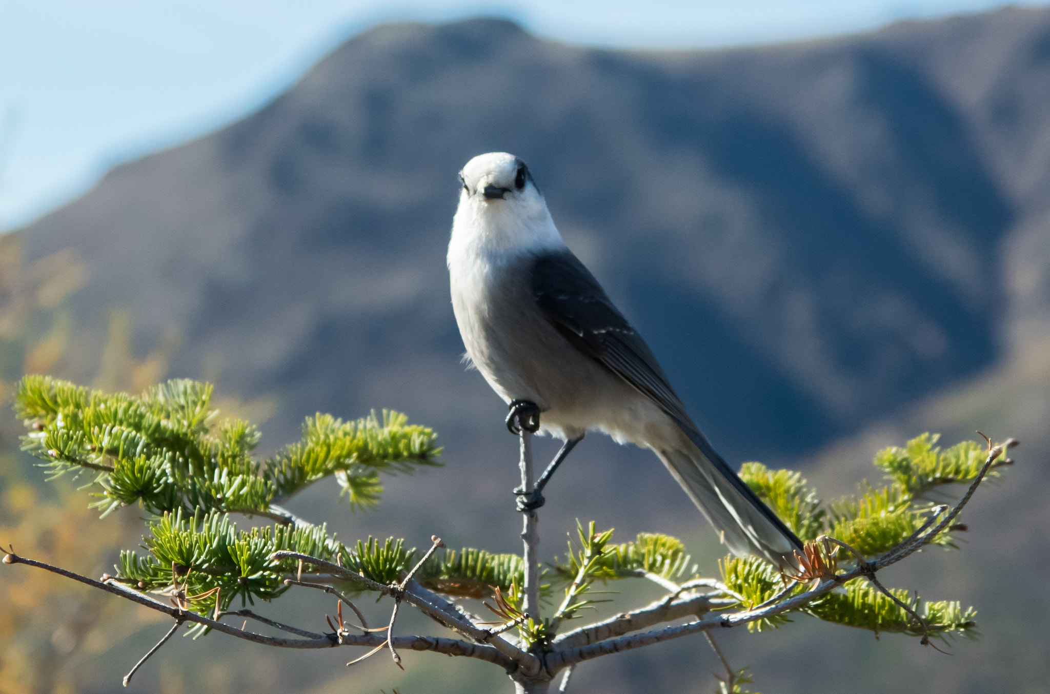Pentax K-3 II sample photo. Mésange du canada photography