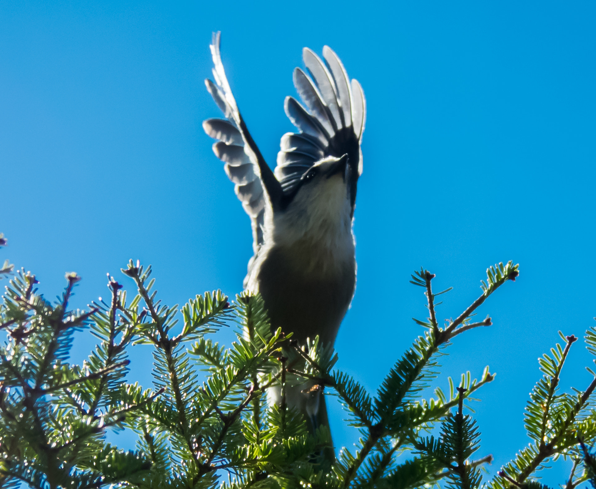 Pentax K-3 II sample photo. Mésange du canada photography