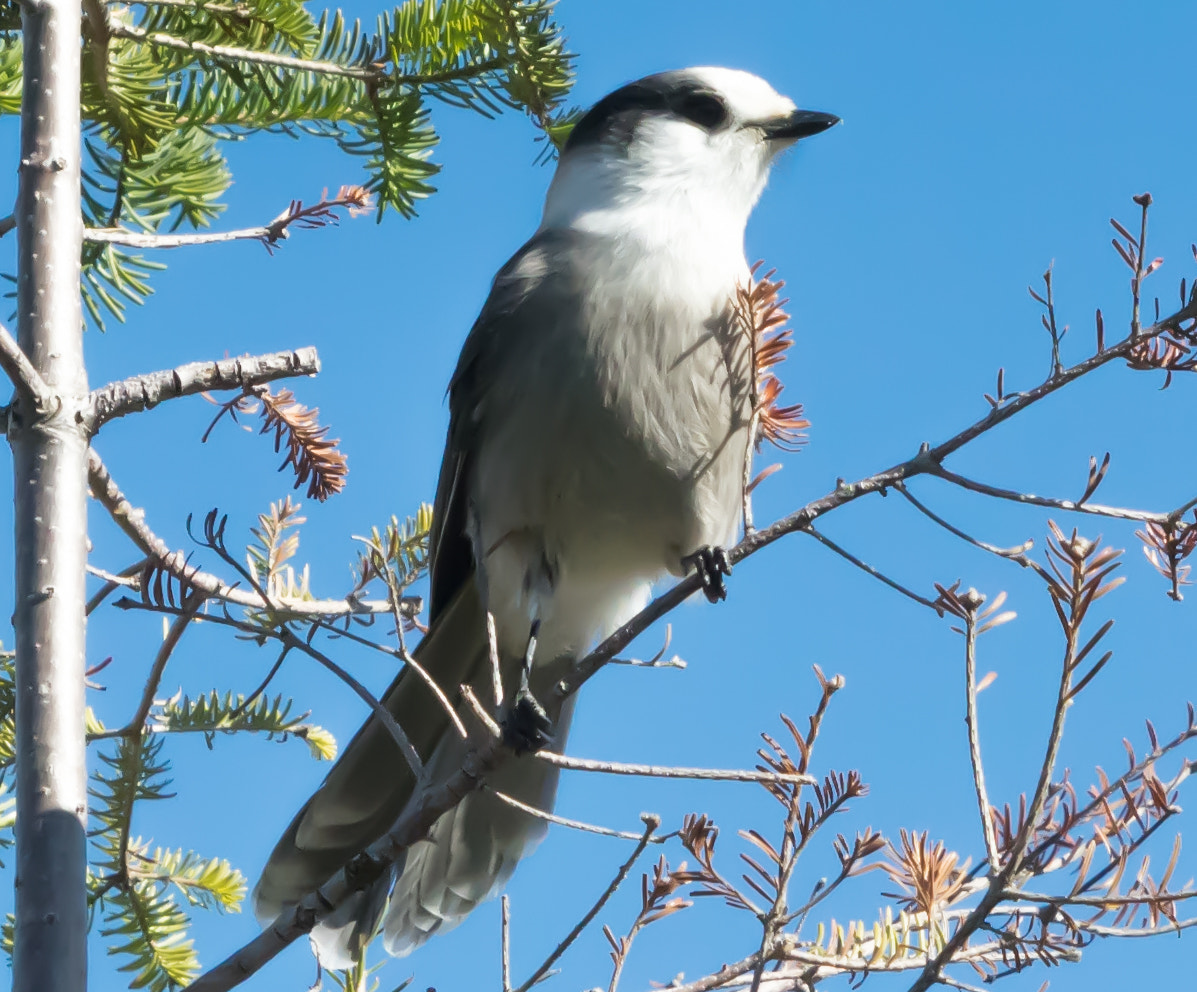 Pentax K-3 II sample photo. Mésange du canada photography
