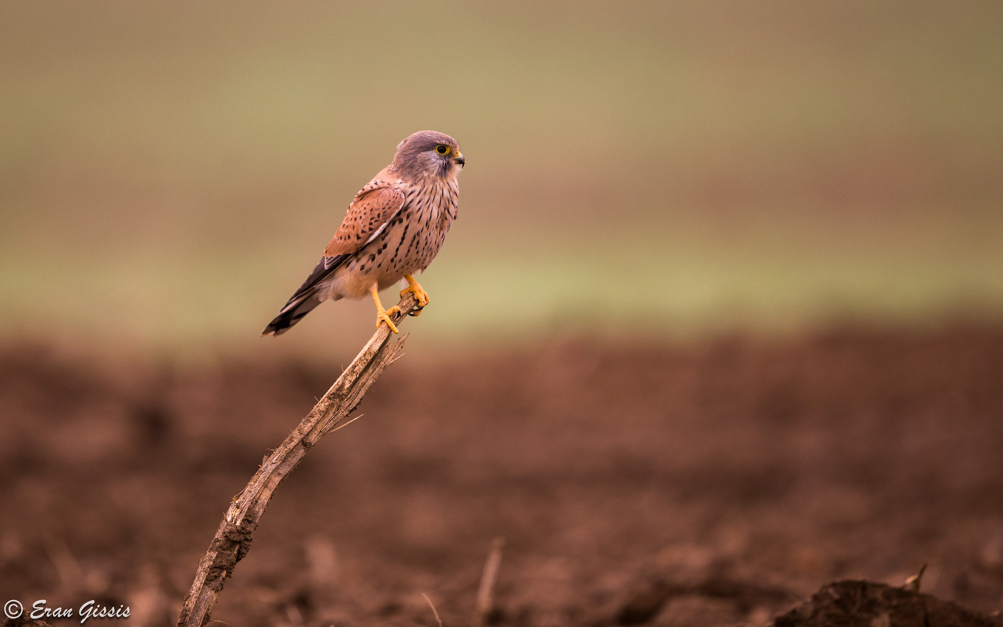 Canon EOS 6D + Canon EF 500mm F4L IS II USM sample photo. Common kestrel photography
