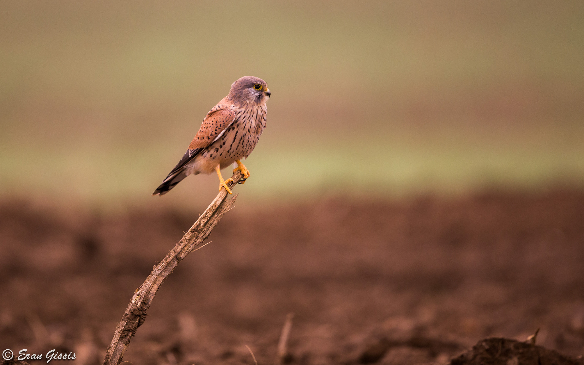 Canon EF 500mm F4L IS II USM sample photo. Common kestrel photography