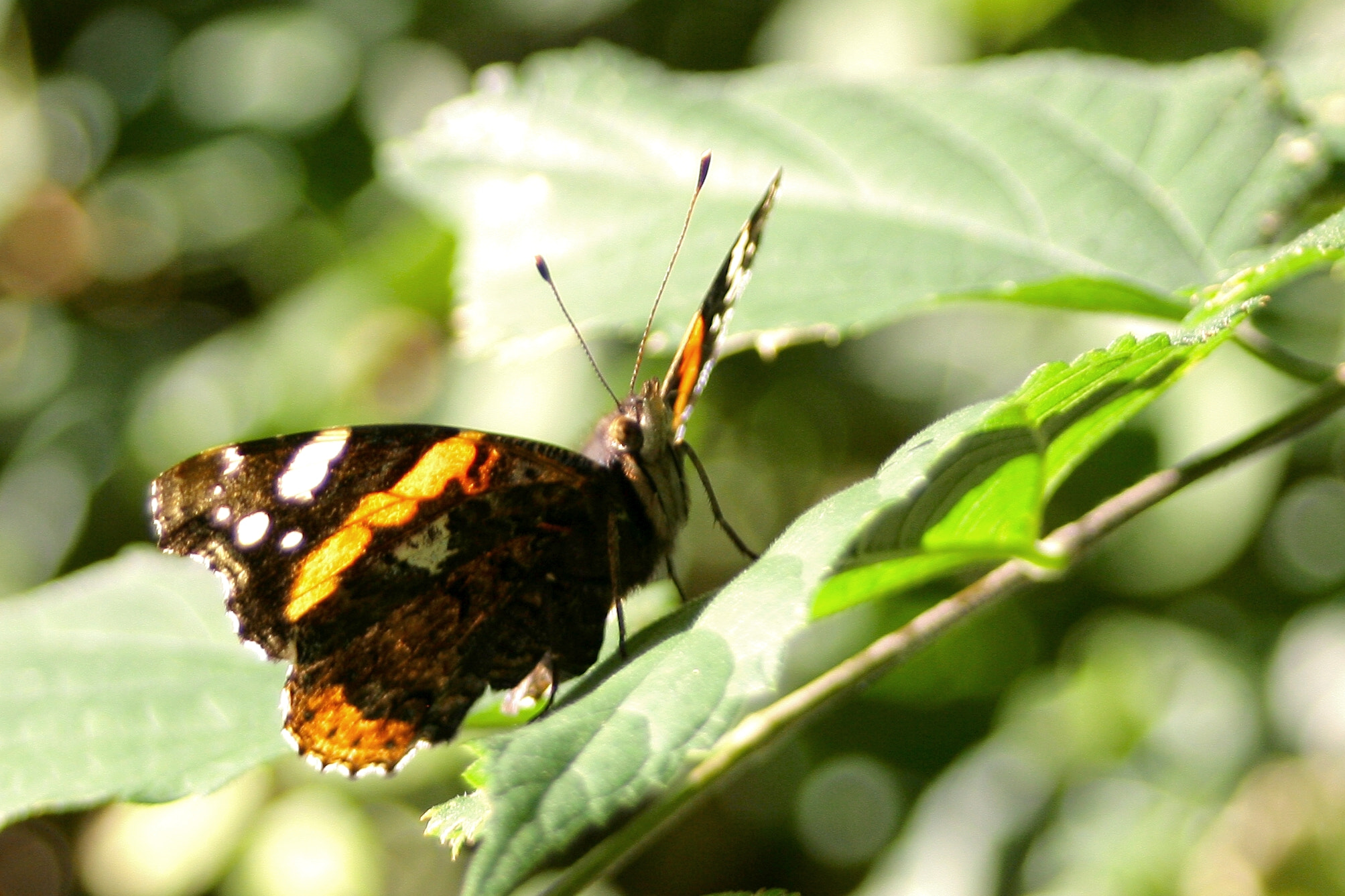 Canon EF 28-80mm f/3.5-5.6 USM IV sample photo. Meeting with a butterfly 4 photography