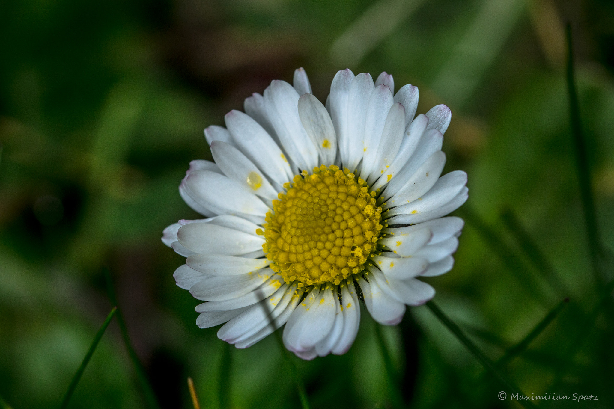 Sony ILCA-77M2 + 105mm F2.8 sample photo. Colorful daisy photography