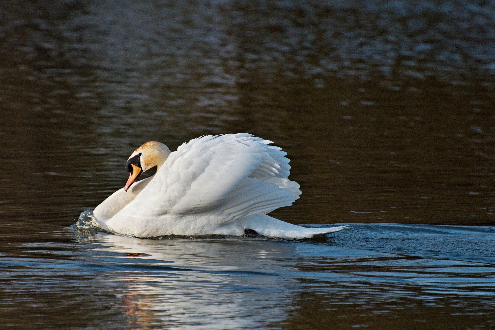 70.00 - 300.00 mm f/4.5 - 5.6 sample photo. Labuť photography