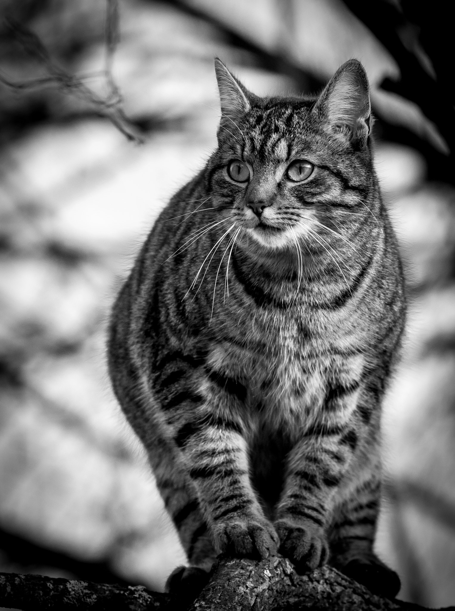 Canon EOS 6D + Canon EF 400mm F5.6L USM sample photo. Luna photography