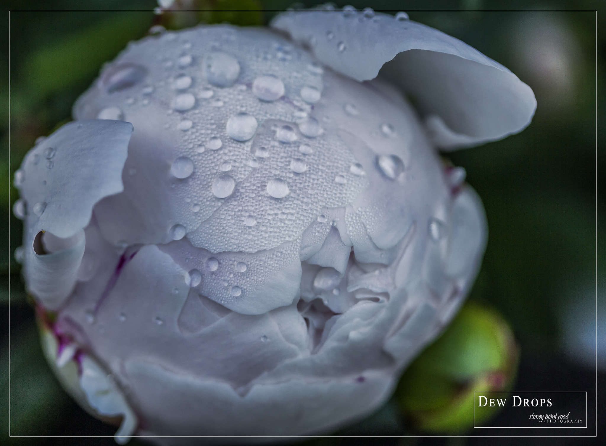 Canon EF-S 60mm F2.8 Macro USM sample photo. Dew drops photography