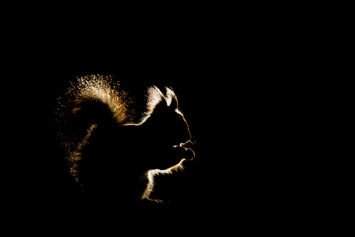 Canon EF 300mm F2.8L IS II USM sample photo. Squirrel in backlight photography