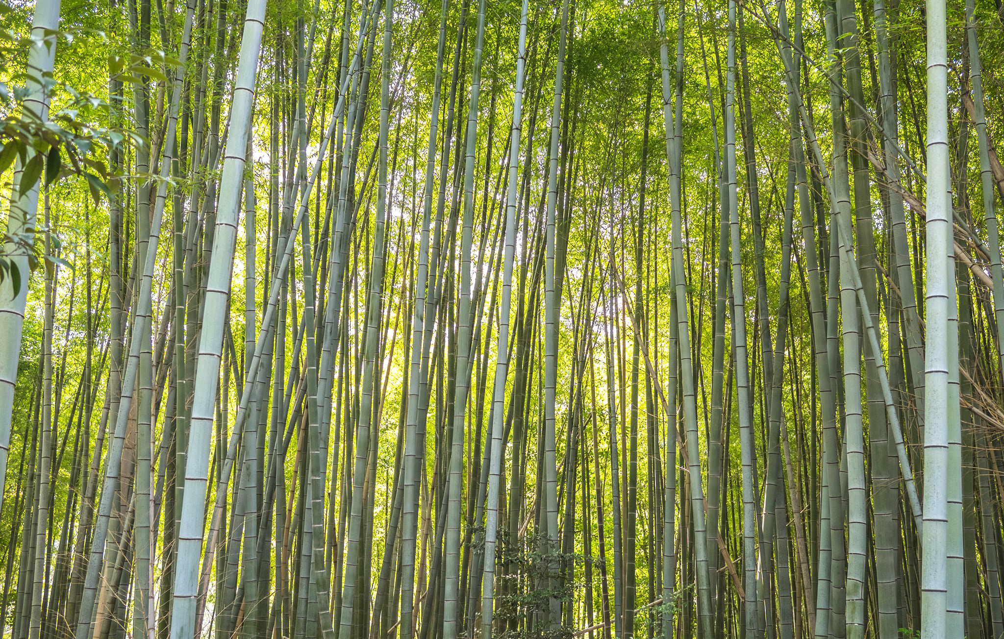 Olympus OM-D E-M1 + Panasonic Lumix G 20mm F1.7 ASPH sample photo. A bamboo forest photography