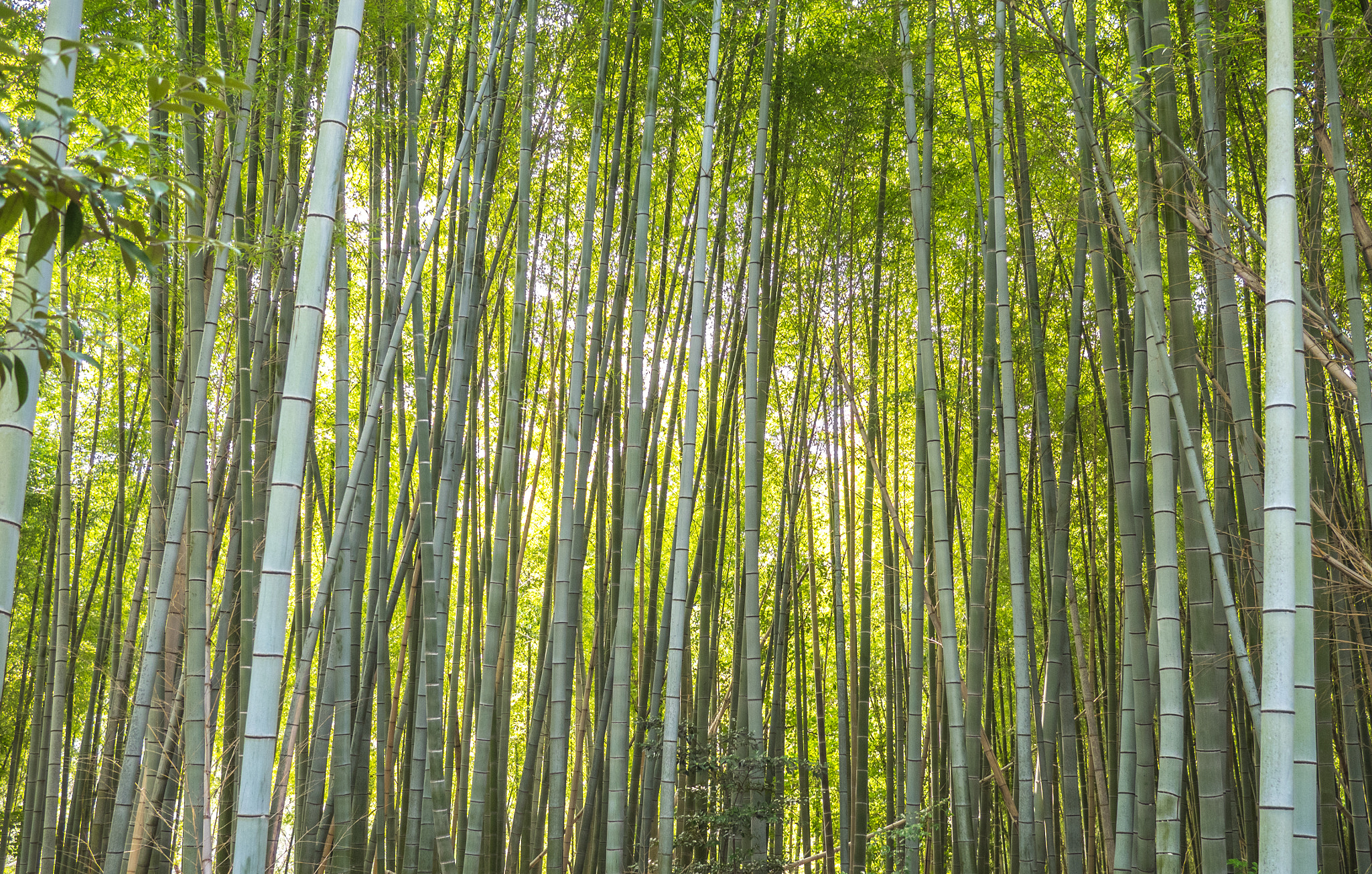Olympus OM-D E-M1 + Panasonic Lumix G 20mm F1.7 ASPH sample photo. A bamboo forest photography
