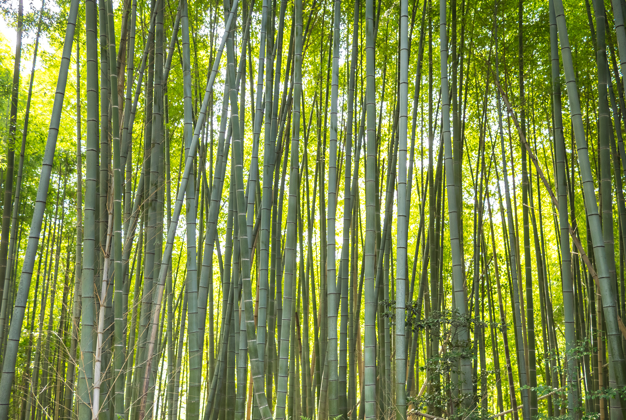 Olympus OM-D E-M1 + Panasonic Lumix G 20mm F1.7 ASPH sample photo. The bamboo forest photography