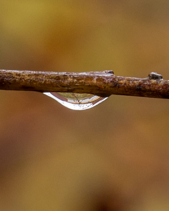 Sigma 105mm F2.8 EX DG Macro sample photo. Water drop photography