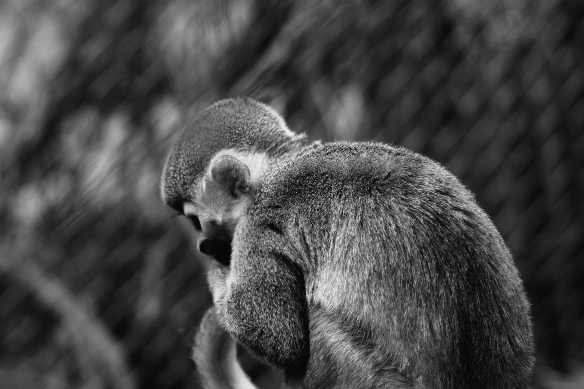 Canon EOS 1100D (EOS Rebel T3 / EOS Kiss X50) + Canon EF 100-300mm F4.5-5.6 USM sample photo. A sad monkey in a zoo photography