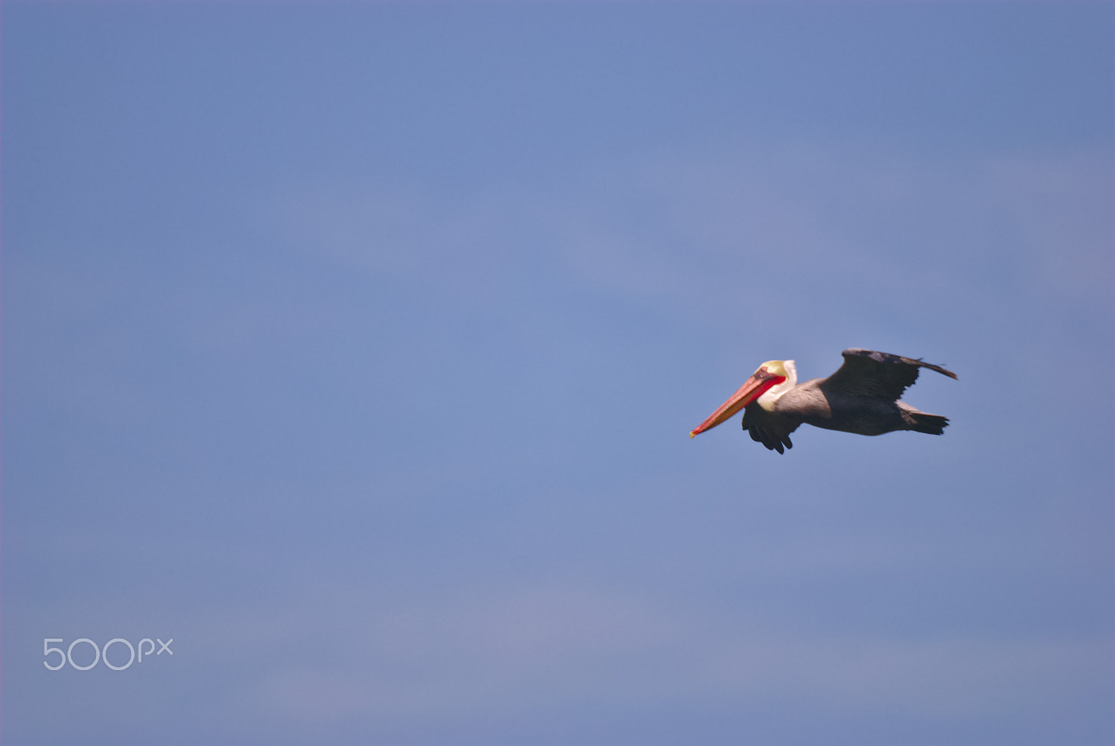 Nikon D80 sample photo. Looking for a mate photography