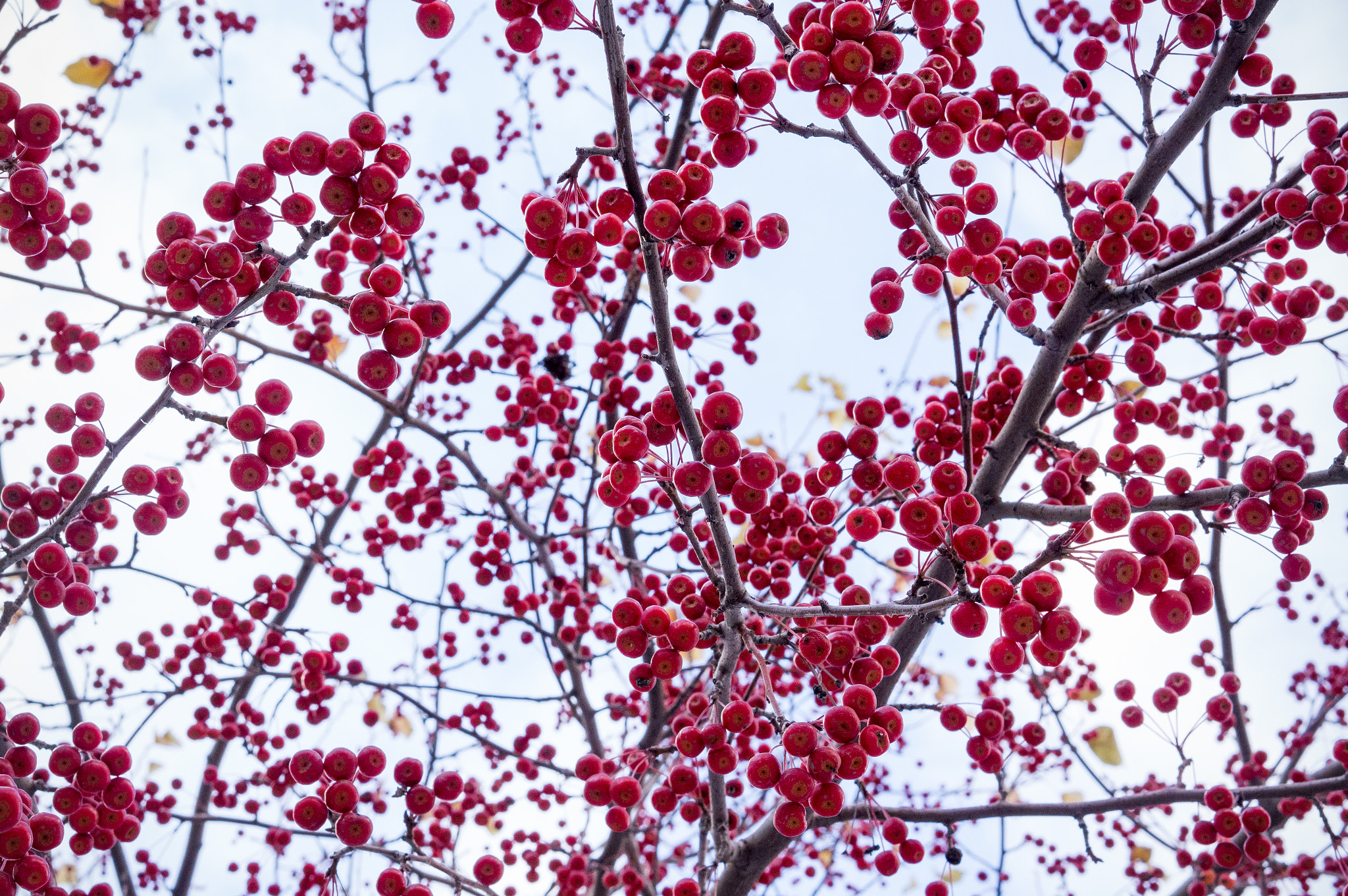 Sony Alpha NEX-5N + E 50mm F1.8 OSS sample photo. Taste of autumn photography