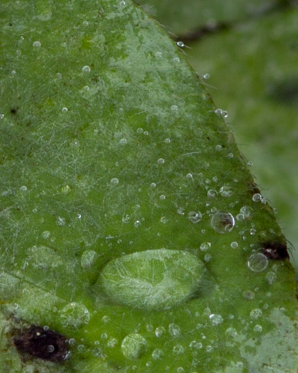 Sigma 105mm F2.8 EX DG Macro sample photo. Drop on leaf photography