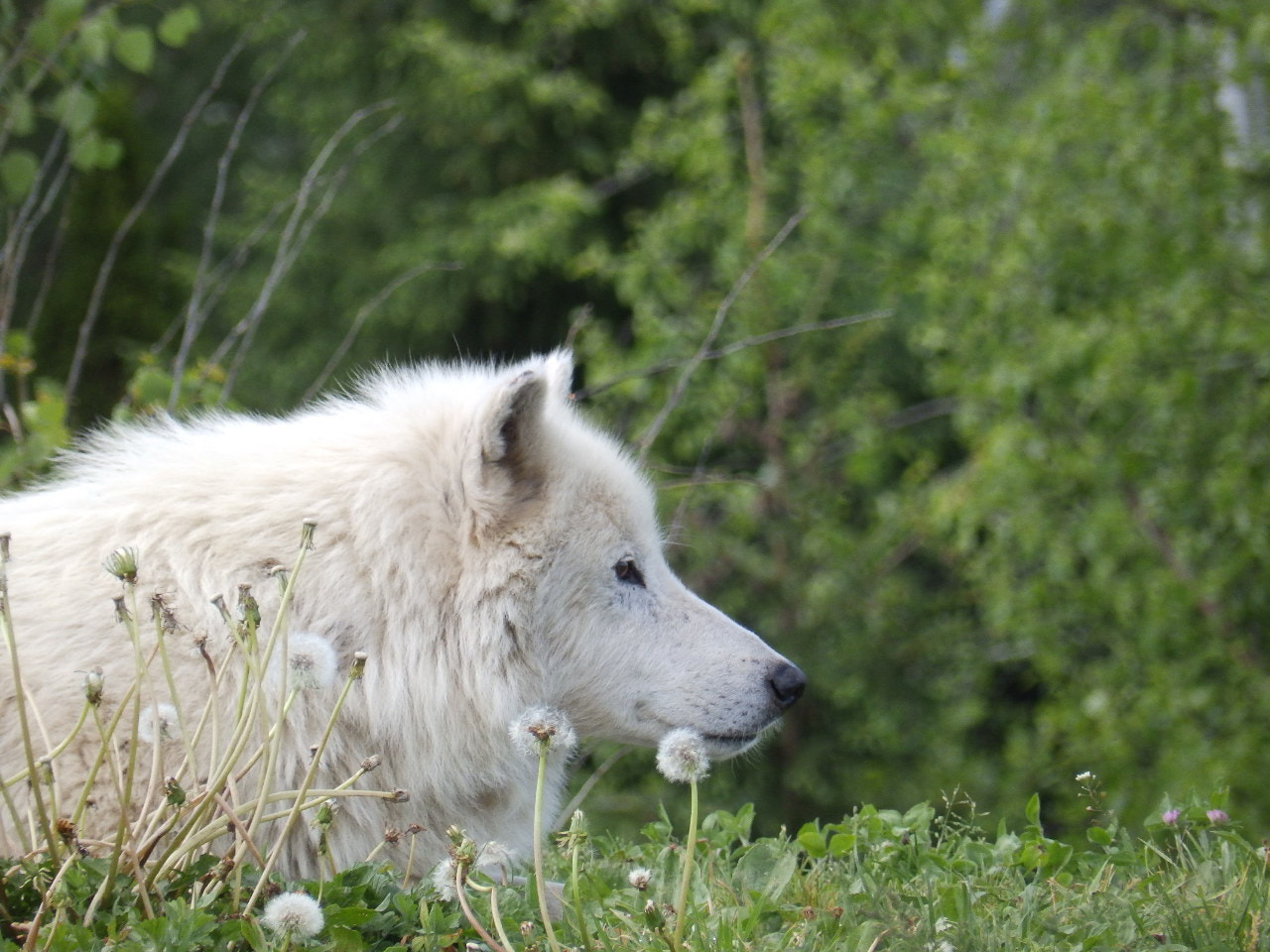 Olympus SP-820UZ sample photo. Wolf just chilling photography