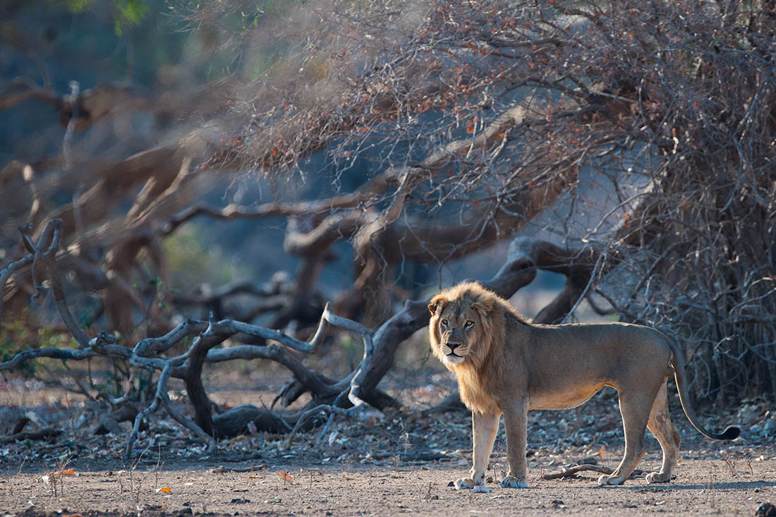 Nikon D3X + Nikon AF-S Nikkor 600mm F4G ED VR sample photo. Lion taken in mana pools on foot photography