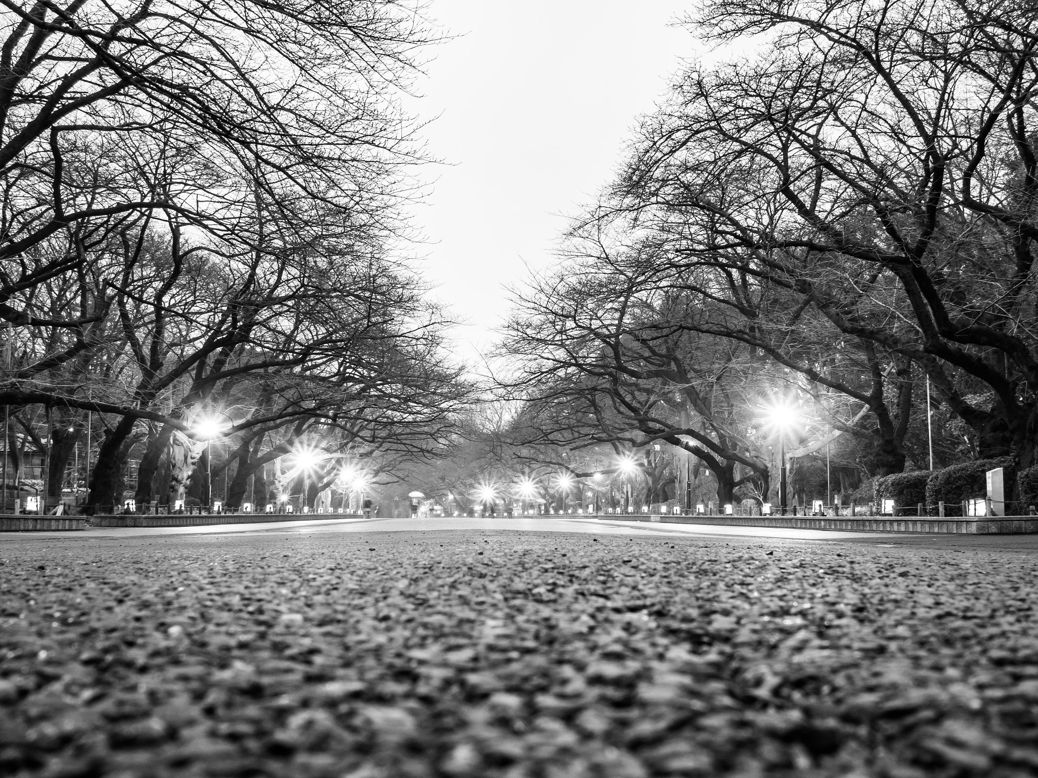 Olympus OM-D E-M1 + Panasonic Lumix G 20mm F1.7 ASPH sample photo. Lights of the ueno park photography