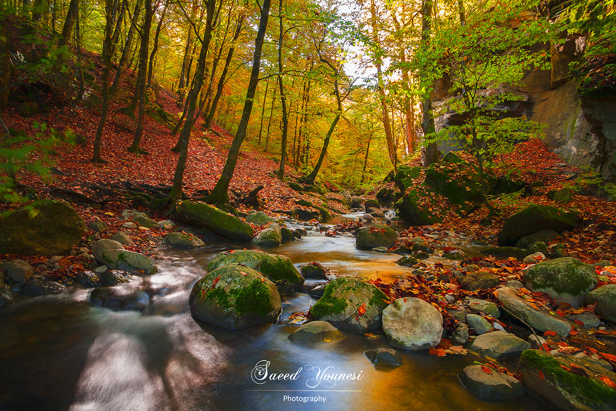 Canon EOS 5D + Canon EF 20-35mm F3.5-4.5 USM sample photo. Autumn on forest photography