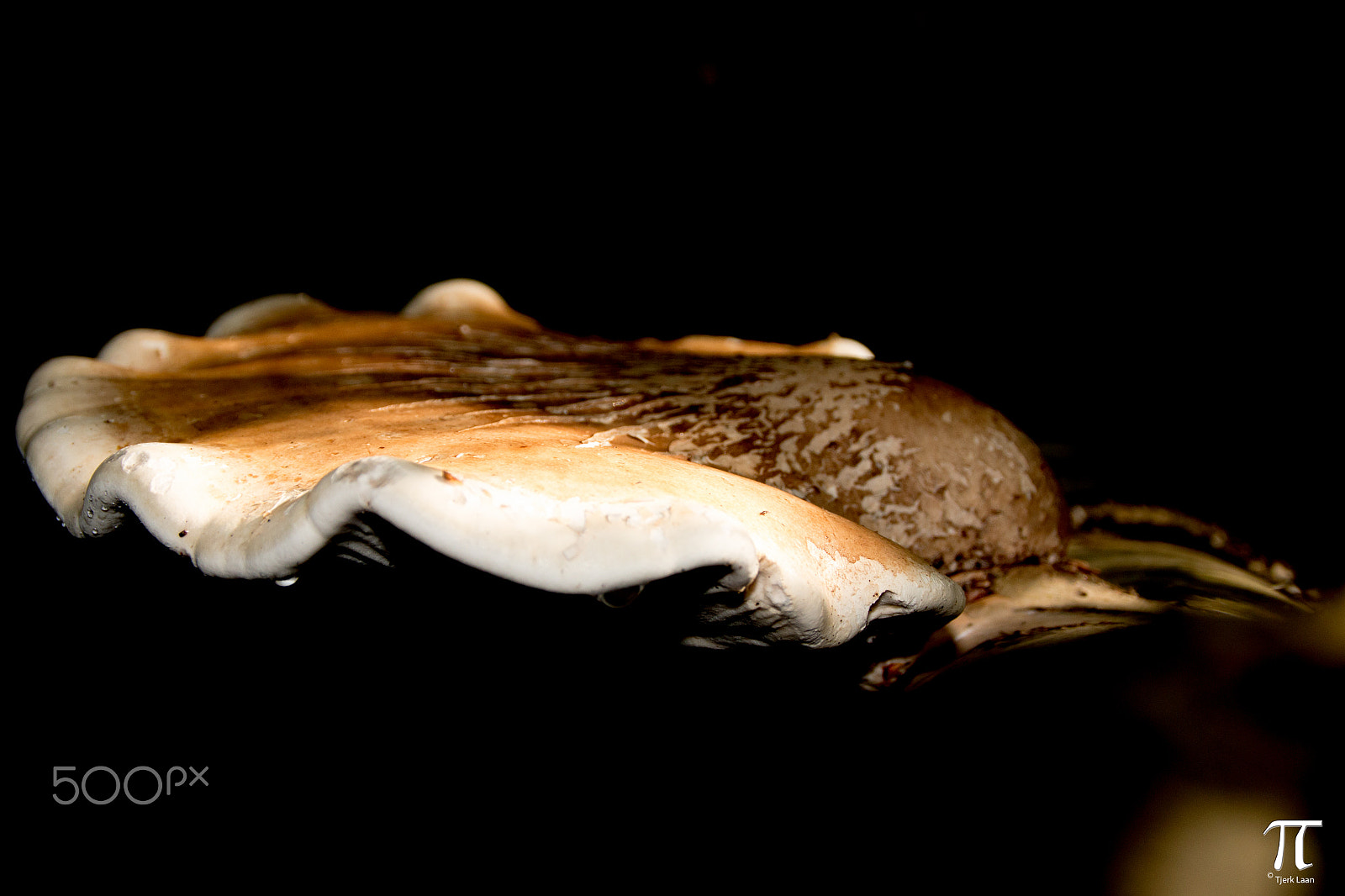 Canon EOS 70D + Tamron AF 18-200mm F3.5-6.3 XR Di II LD Aspherical (IF) Macro sample photo. Mushroom run in the netherlands photography