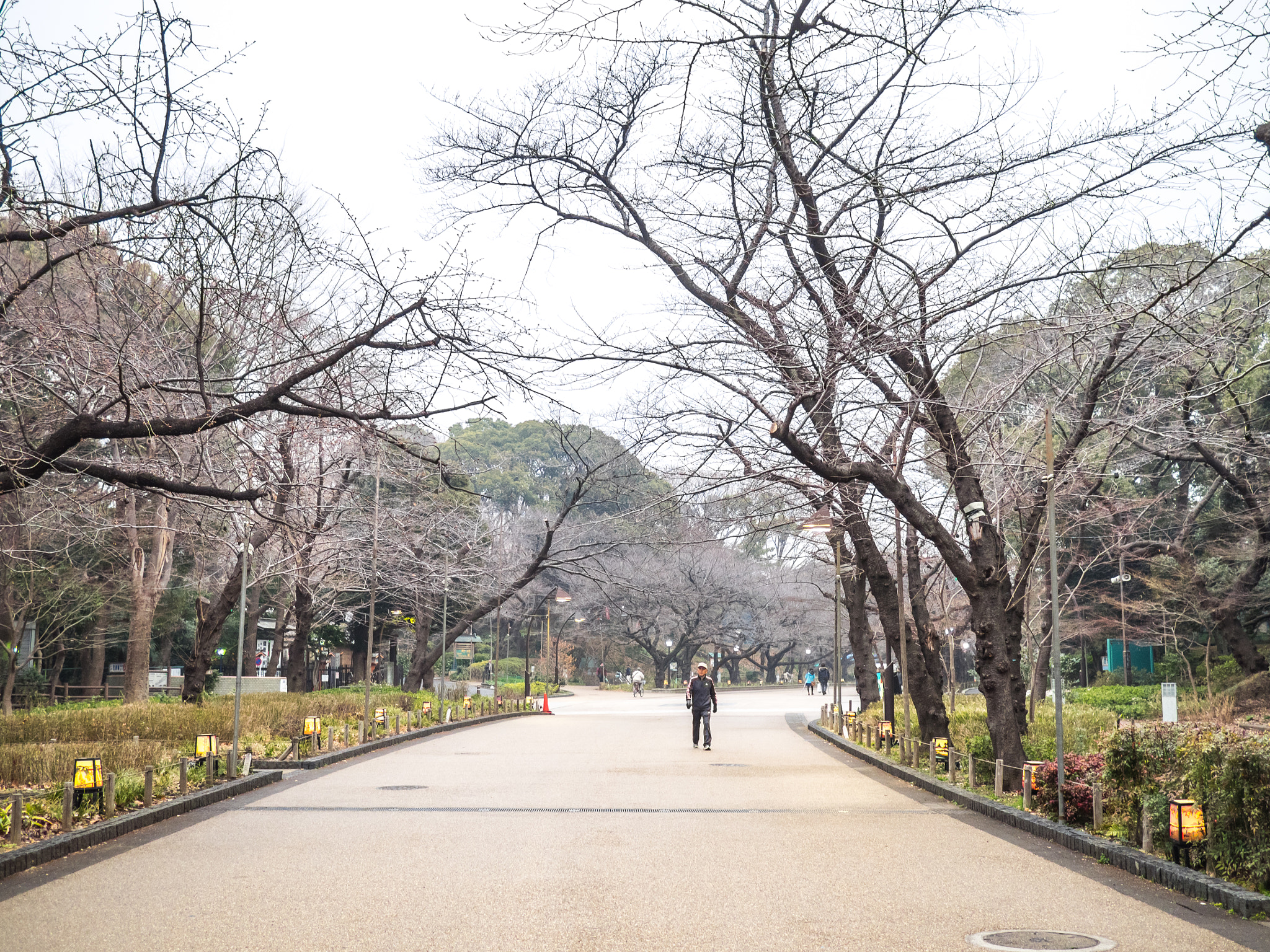Olympus OM-D E-M1 + Panasonic Lumix G 20mm F1.7 ASPH sample photo. Walking in ueno park photography