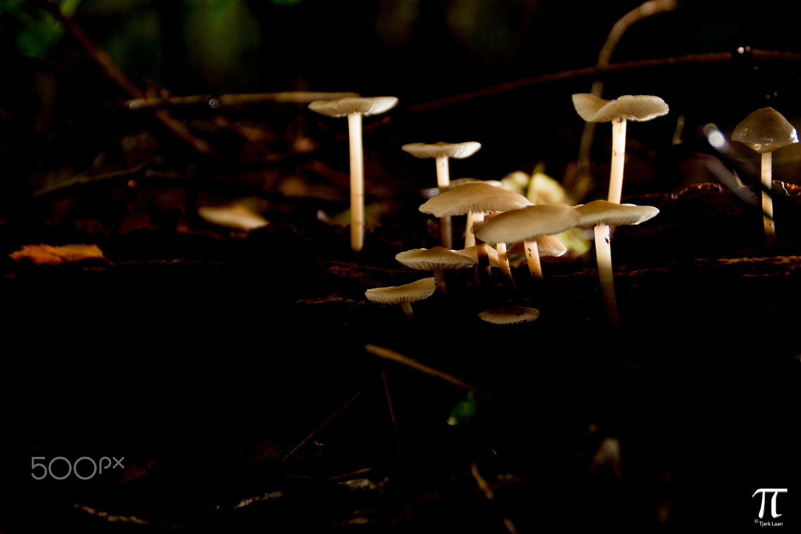 Canon EOS 70D + Tamron AF 18-200mm F3.5-6.3 XR Di II LD Aspherical (IF) Macro sample photo. Mushroom run in the netherlands photography