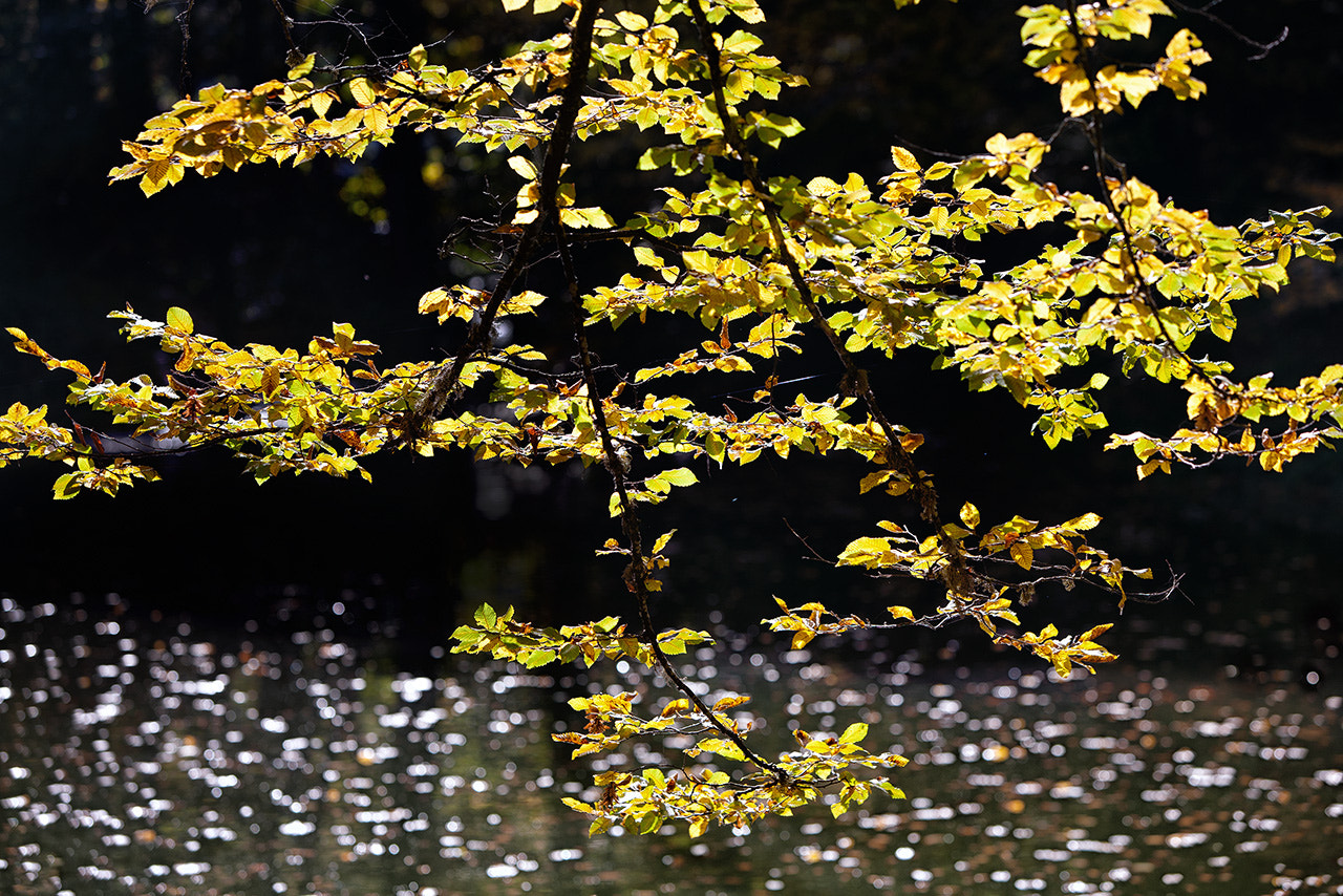 Canon EF 70-200mm F2.8L IS USM sample photo